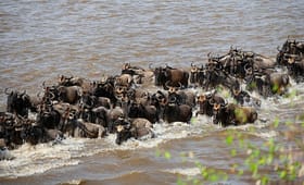 Visiting Serengeti National Park