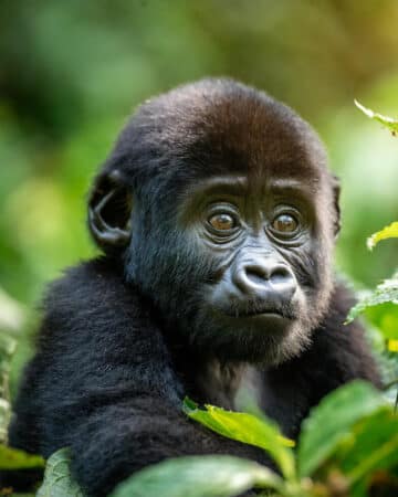 Safari in Uganda