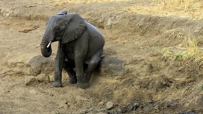 thrilling safari under the stars