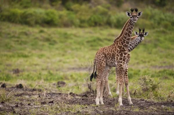 Big Five Safari