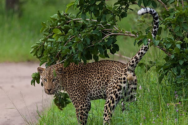 Fly Ruaha Safari