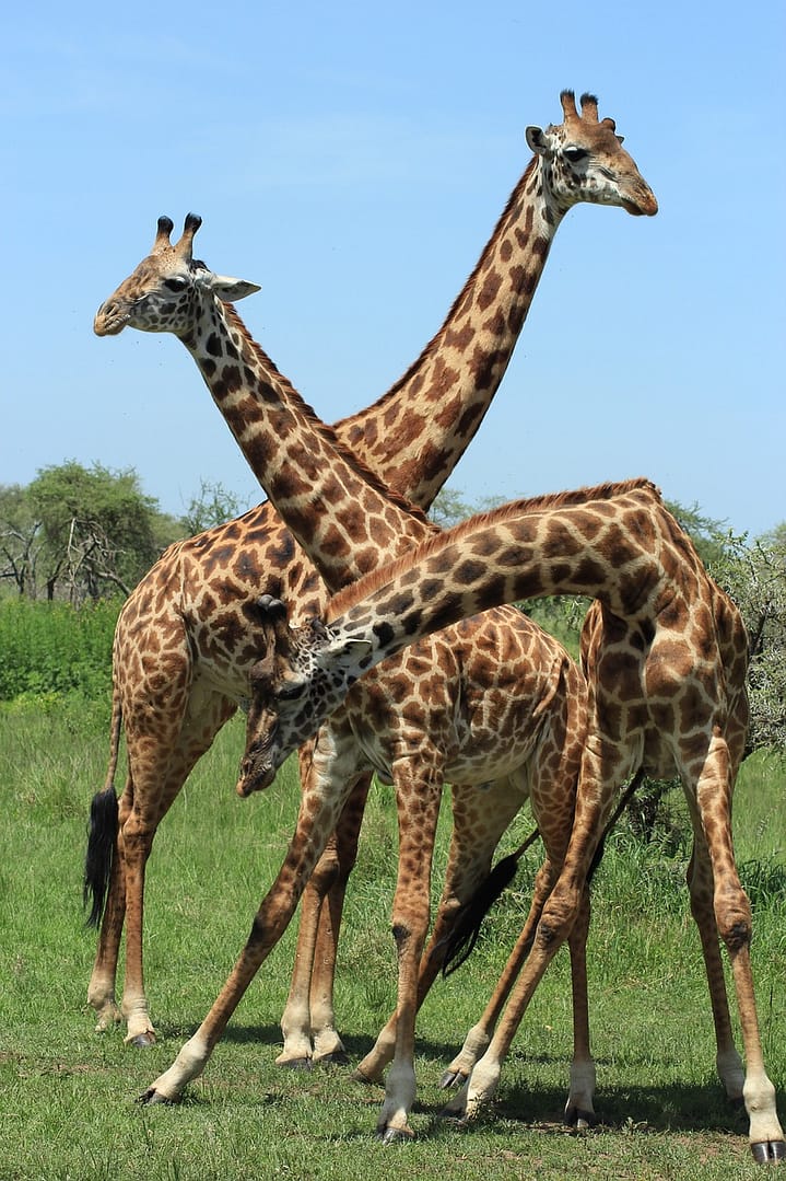 Arusha National Park