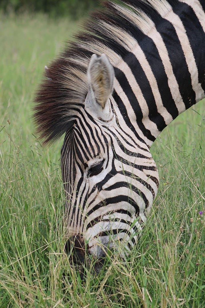 Mikumi National Park