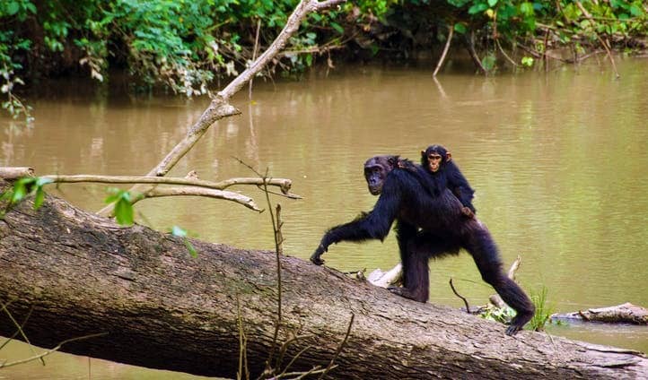 Most Popular Uganda Safari