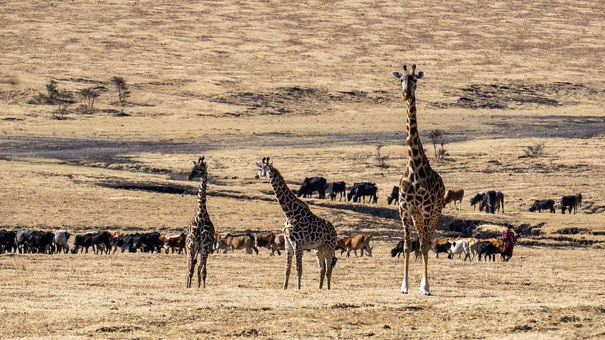 Masai Mara and Nakuru