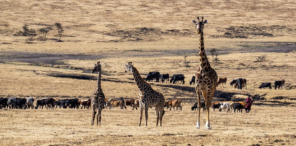 Masai Mara and Nakuru