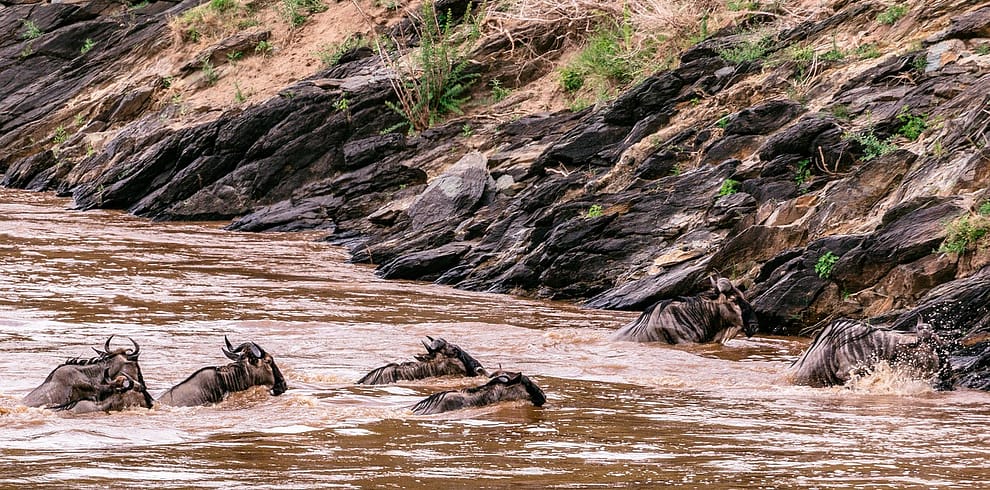 Wildebeest and Whales safari