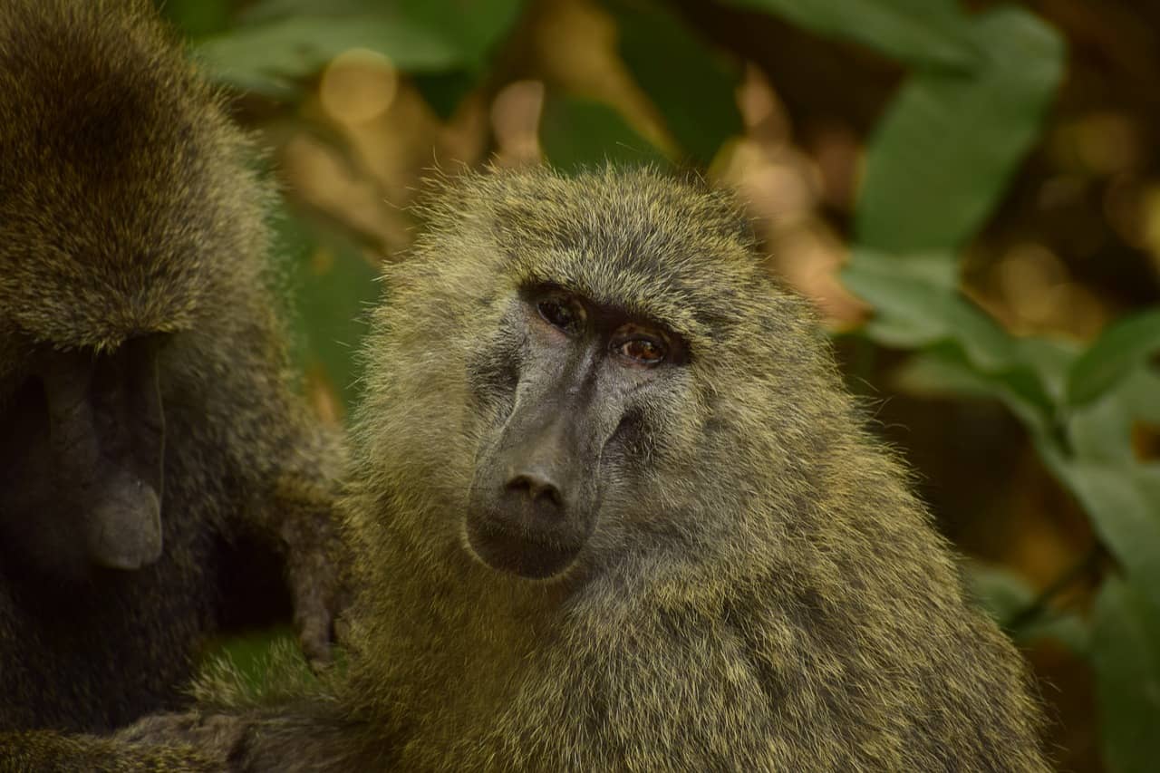 Lake Manyara