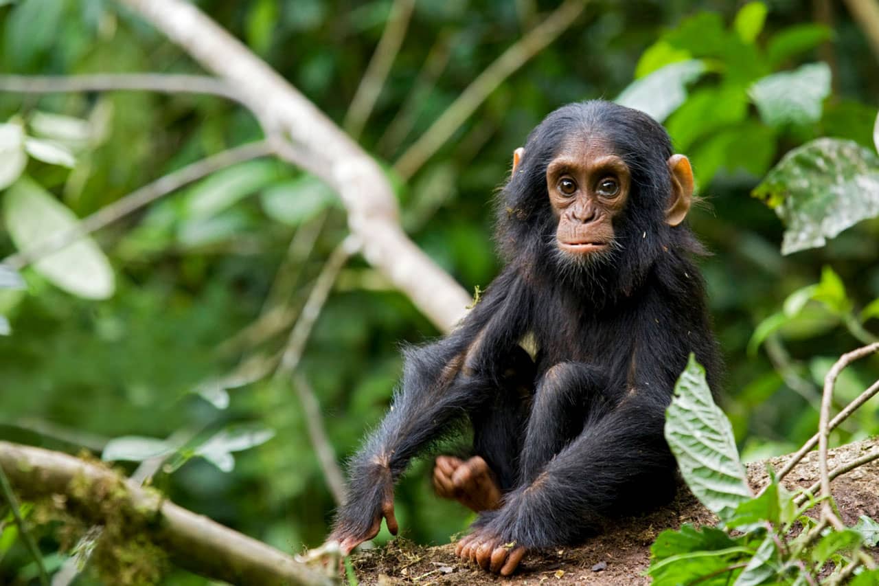 Explore rainforests and encounter chimpanzees, colobus monkeys, and over 350 bird species in Uganda's primate paradise Kibale National Park