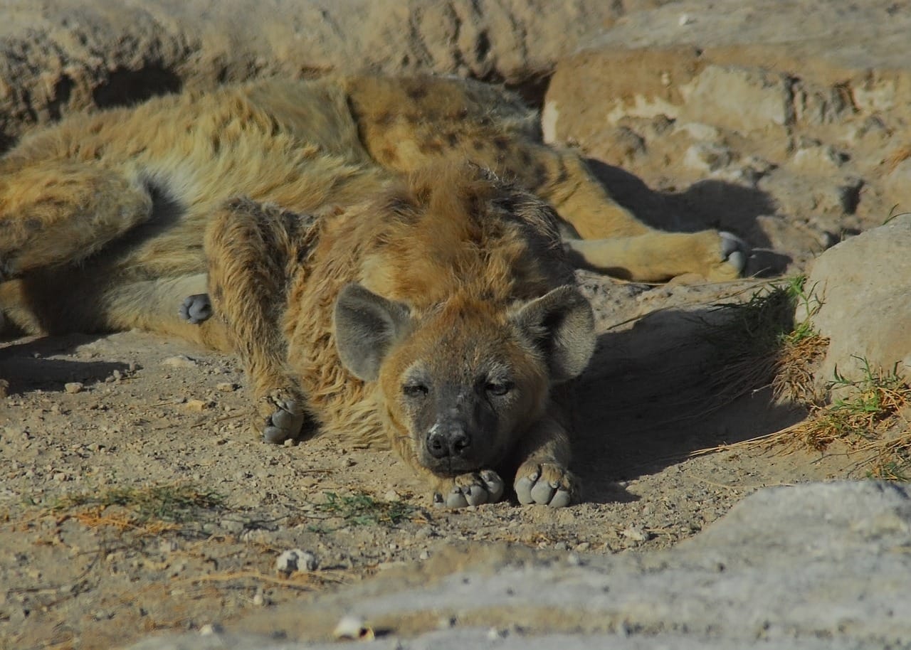 Amboseli National Park