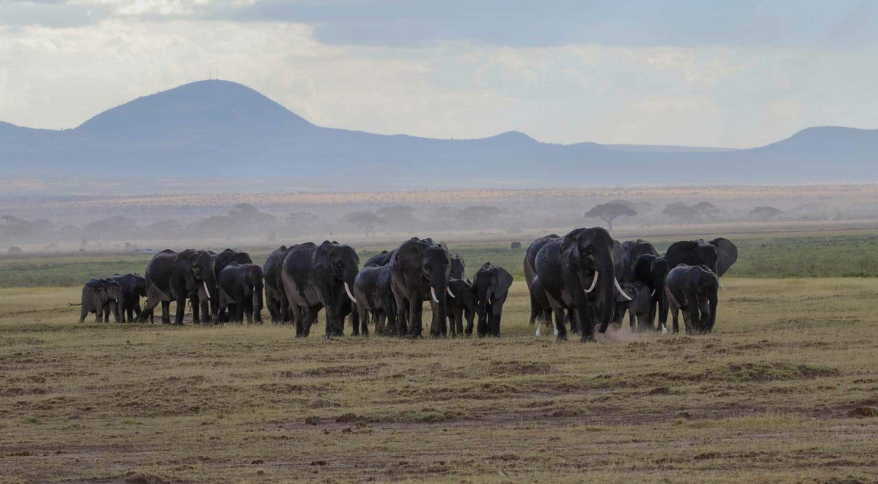 Amboseli National Park