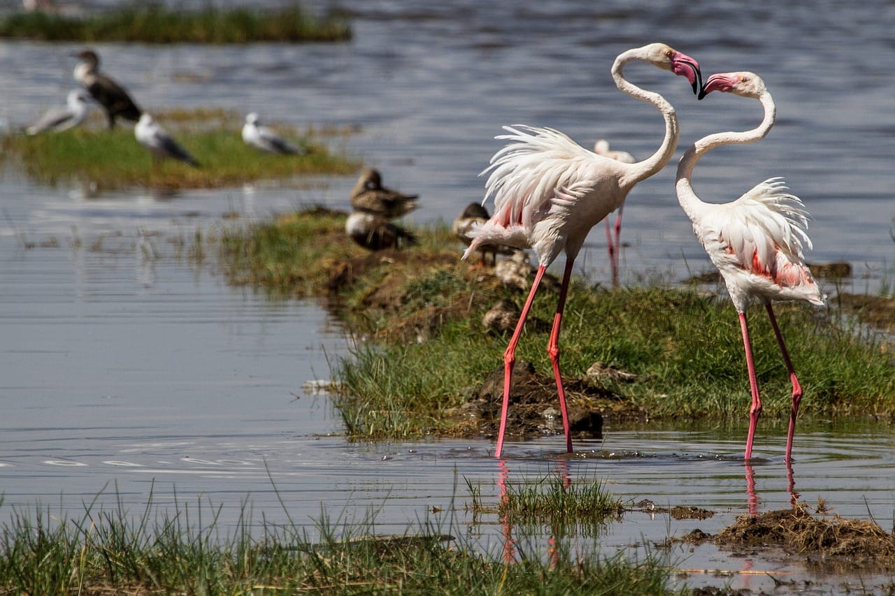 Lake Nakuru