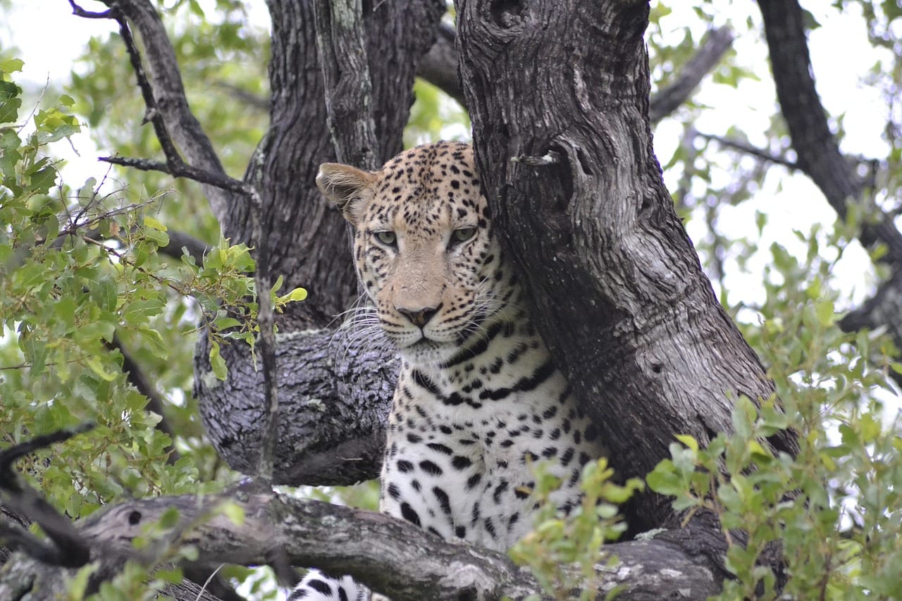 Botswana Botswana