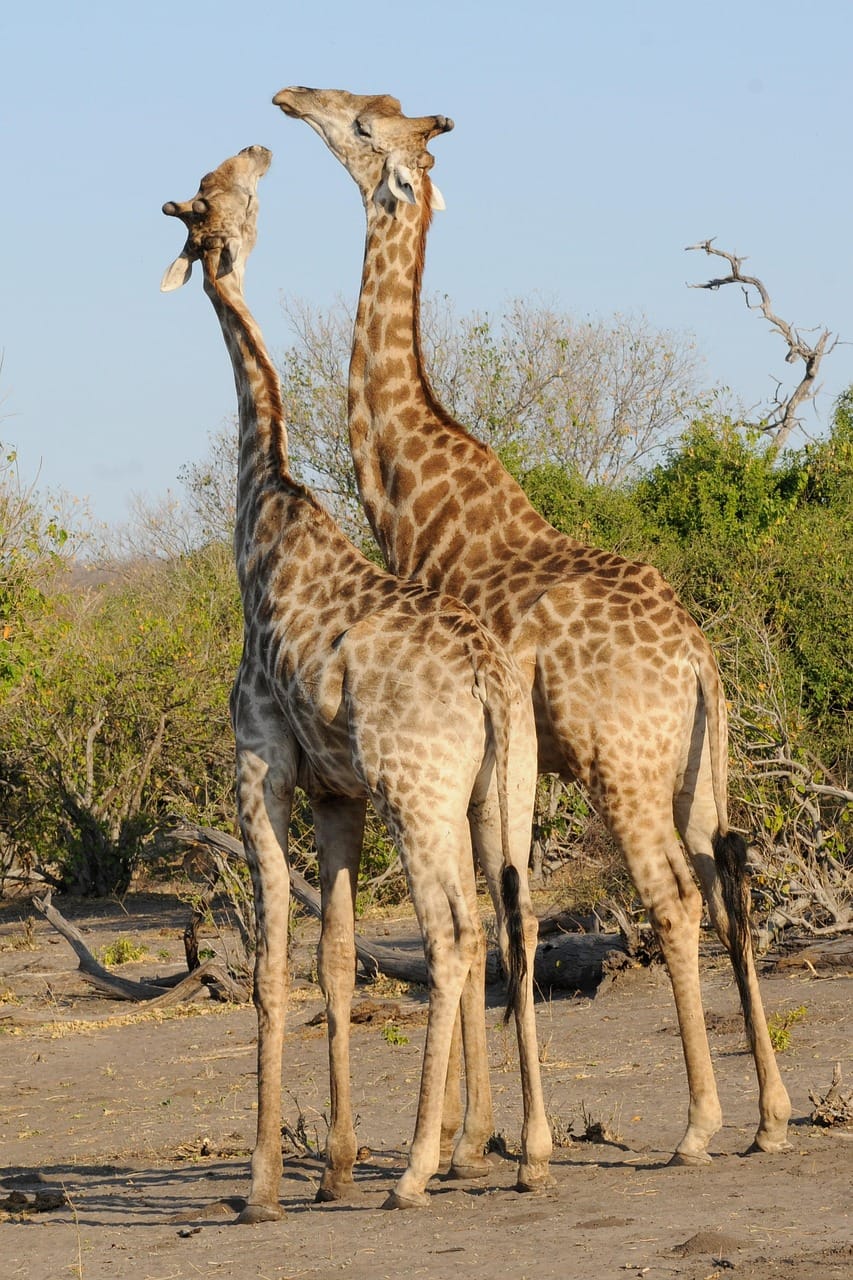 Botswana Botswana